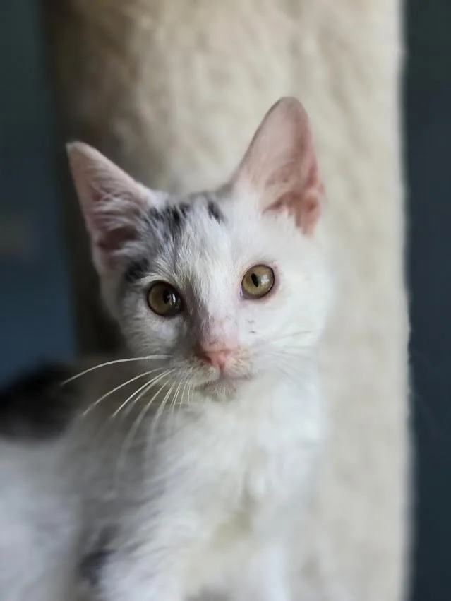 A baby medium-sized female White Domestic Short Hair cat named Stormie for adoption in Wilmington, NC