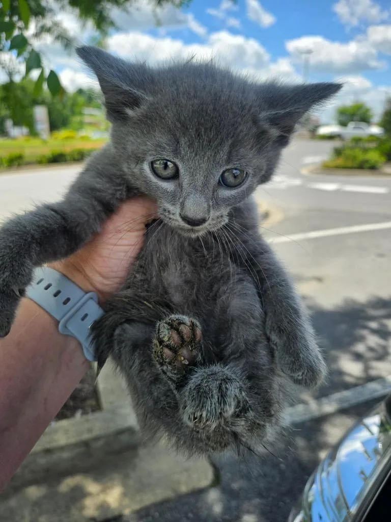 A baby medium-sized male Domestic Short Hair cat named Earl Grey for adoption in Johnson City, TN