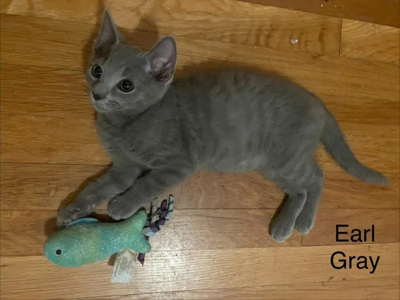Earl Grey thumbnail 2