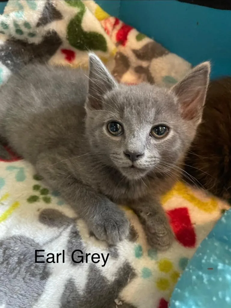 Earl Grey thumbnail 3