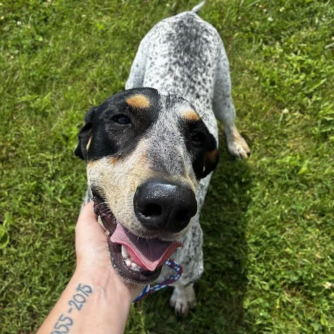 An adult large-sized male White / Cream Bluetick Coonhound dog named Copper for adoption in Brooksville, KY
