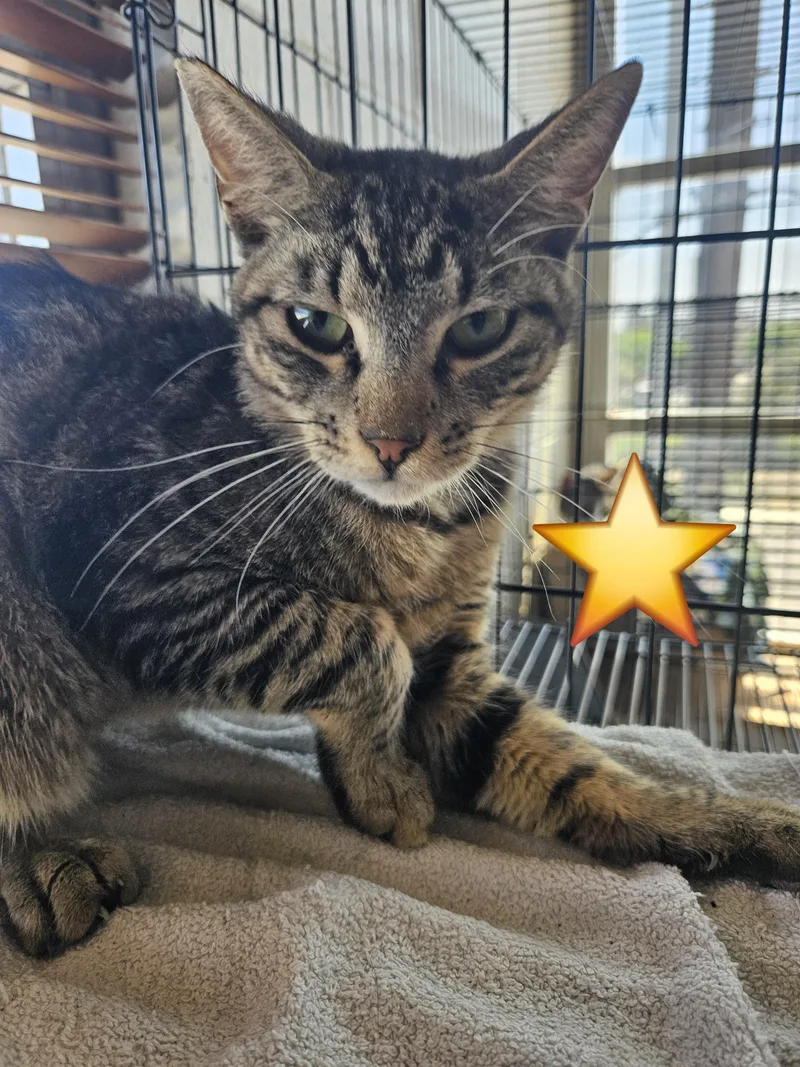 A baby medium-sized male Tabby (Brown / Chocolate) Domestic Short Hair cat named Cheerio for adoption in Orange, CA