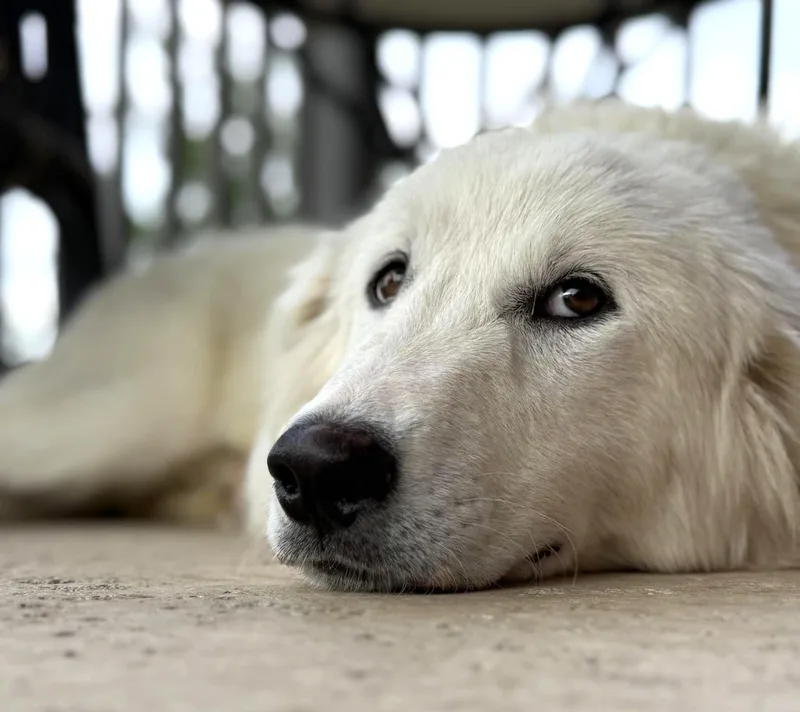 A baby large-sized female Great Pyrenees dog named Lucy Sat for adoption in Quinlan, TX