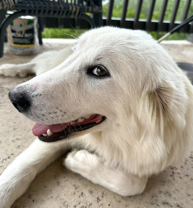 Lucy Sat thumbnail 3