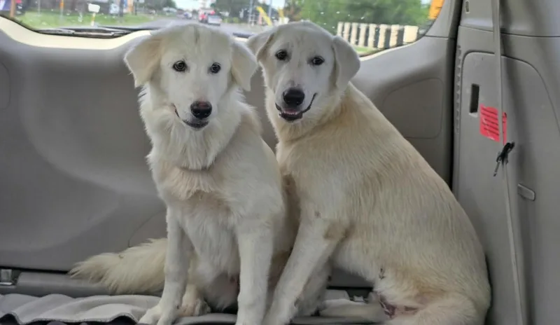 Lucy Sat thumbnail 5