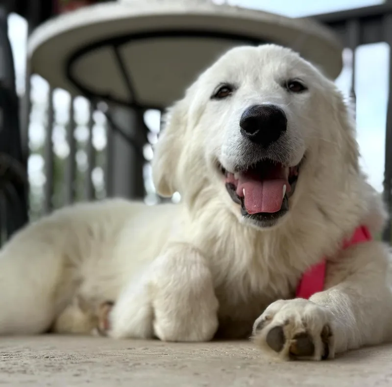 Lucy Sat thumbnail 6