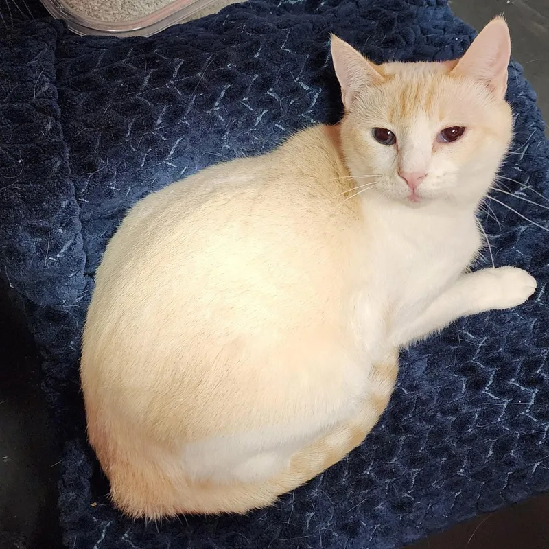 A young medium-sized female Cream Point Domestic Short Hair cat named Pigeon for adoption in Mountain Home, AR