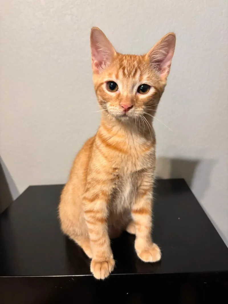 Frito