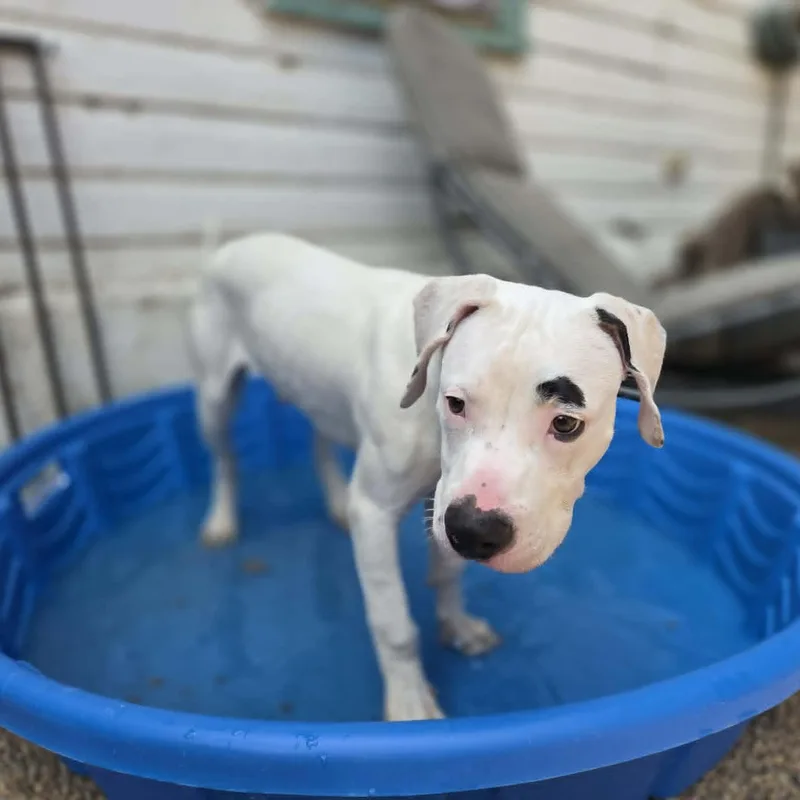 A baby large-sized male White / Cream Mixed Breed dog named Pip for adoption in Loveland, CO
