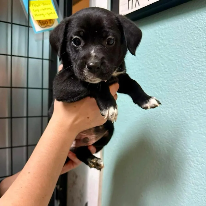 A baby medium-sized male Black Mixed Breed dog named Garbanzo for adoption in Bend, OR
