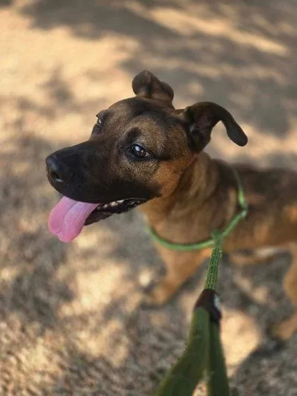 A young medium-sized male Bicolor Mixed Breed dog named Ralph for adoption in Canon City, CO