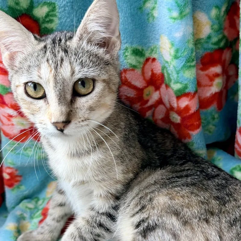 A baby small-sized female Brown / Chocolate Domestic Short Hair cat named Mila for adoption in Santa Fe, TX