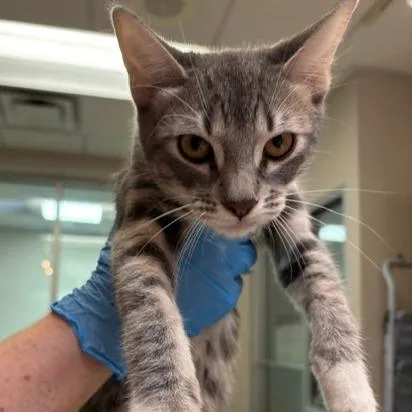 A baby medium-sized male Domestic Short Hair cat named Rolo for adoption in Murray, UT