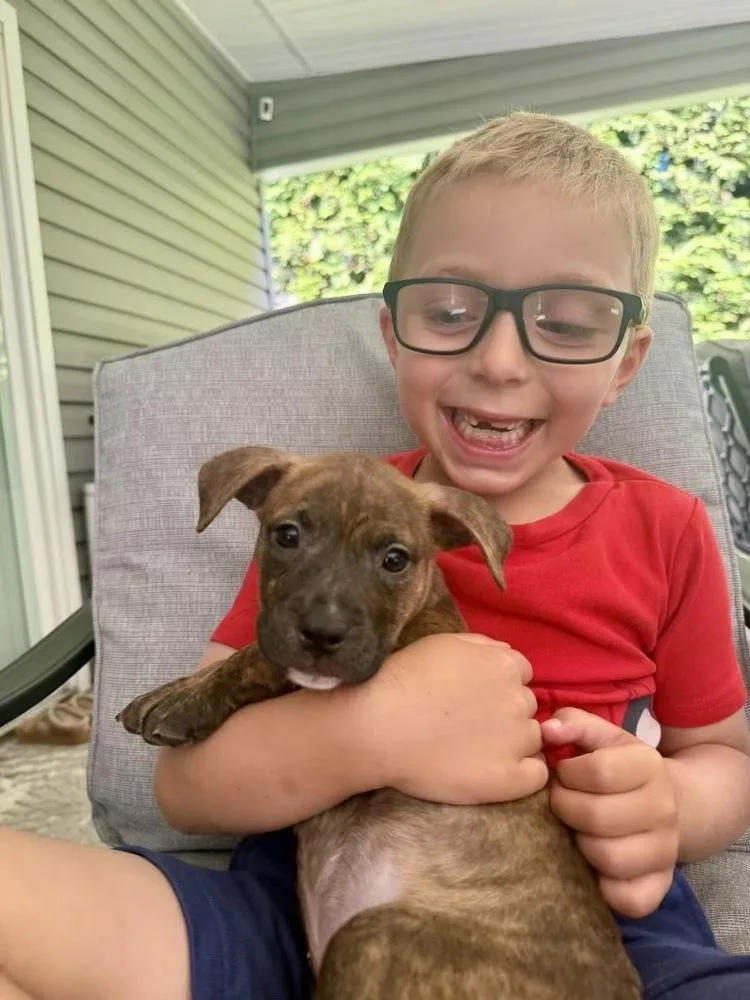 A baby large-sized female Brindle Pit Bull Terrier dog named Hazel for adoption in Greenlawn, NY