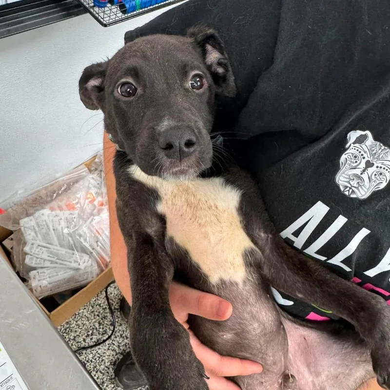 A baby small-sized male Black Mixed Breed dog named Caps Lock for adoption in Fredericksburg, VA