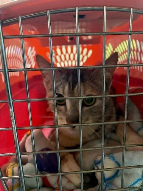 An adult medium-sized female Domestic Short Hair cat named River for adoption in Rancho Cucamonga, CA
