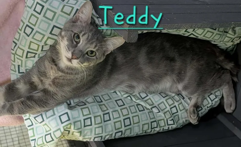 A young medium-sized male Domestic Short Hair cat named Teddy for adoption in Jim Thorpe, PA