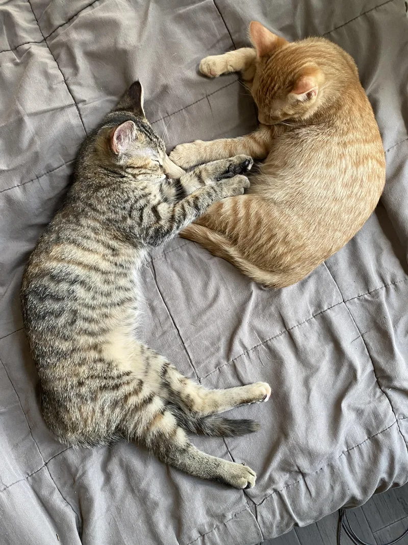 A young medium-sized male Tabby (Orange / Red) Tabby cat named Pancake & Waffles for adoption in Independence, OH