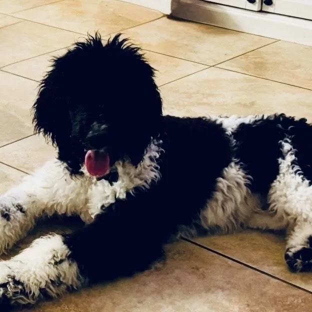 A baby small-sized male Tricolor (Brown, Black, & White) Poodle dog named Tux for adoption in Orlando, FL