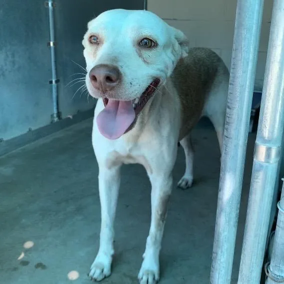 An adult medium-sized female Yellow / Tan / Blond / Fawn Shepherd dog named Misty for adoption in Edinburg, TX