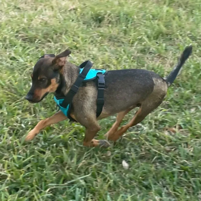 Dobie thumbnail 3