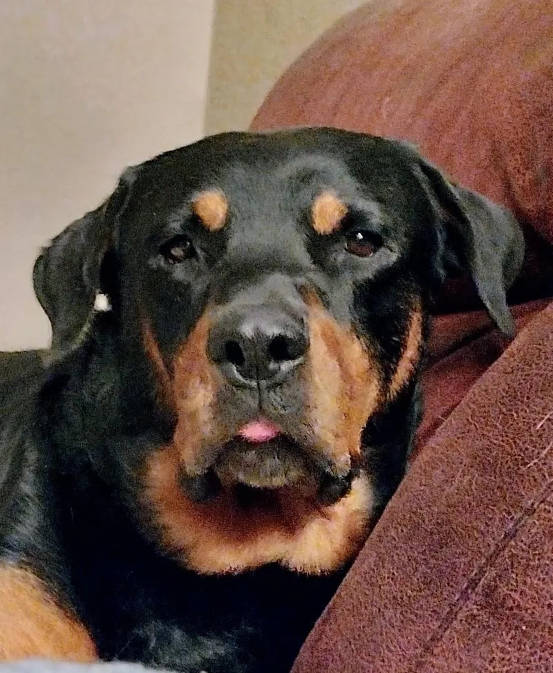 An adult large-sized male Bicolor Rottweiler dog named Slay for adoption in Canyon, TX