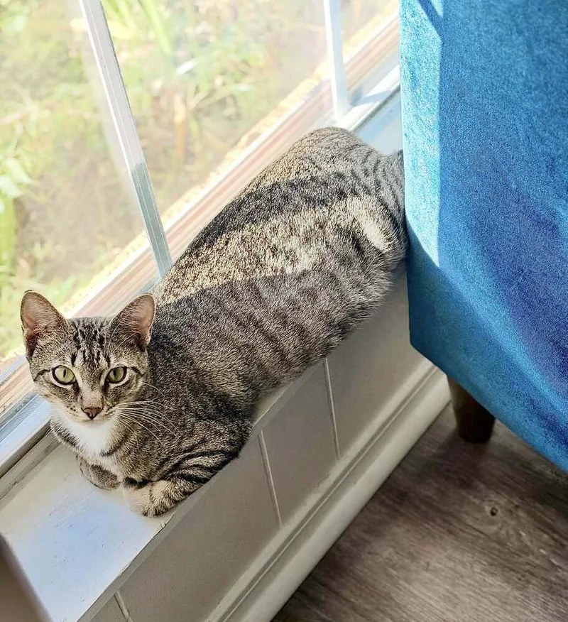 An adult medium-sized female Tabby (Brown / Chocolate) Domestic Short Hair cat named Muffin for adoption in Bossier City, LA