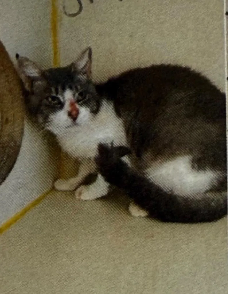 An adult small-sized female Domestic Short Hair cat named Samantha for adoption in Thousand Oaks, CA