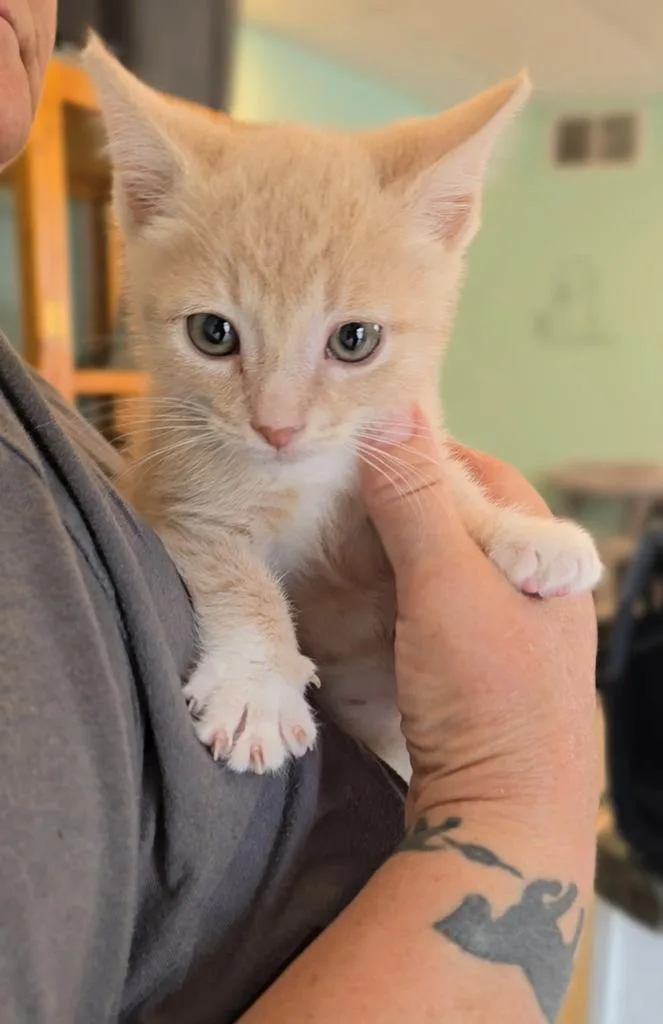 A baby medium-sized male Domestic Short Hair cat named Hunter for adoption in Athens, OH