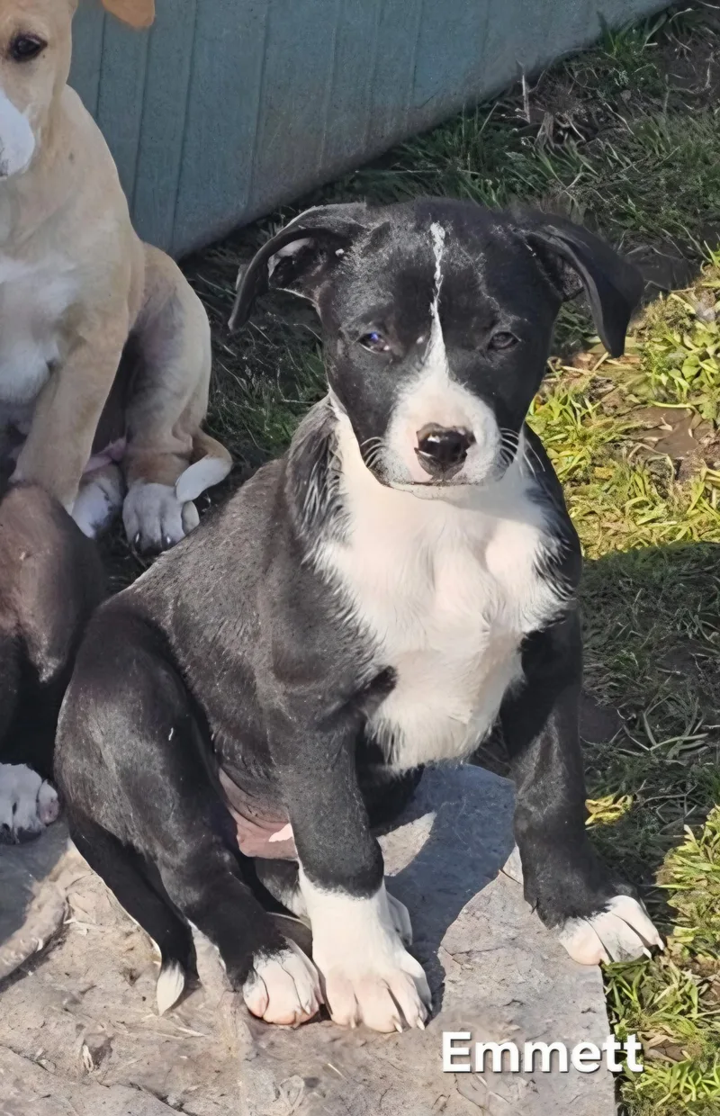 A baby medium-sized male Black Border Collie dog named Emmett for adoption in Warren, RI