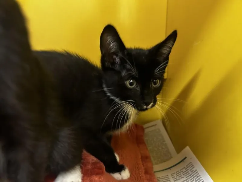 A baby small-sized male Domestic Short Hair cat named Taco Bell for adoption in Los Angeles, CA