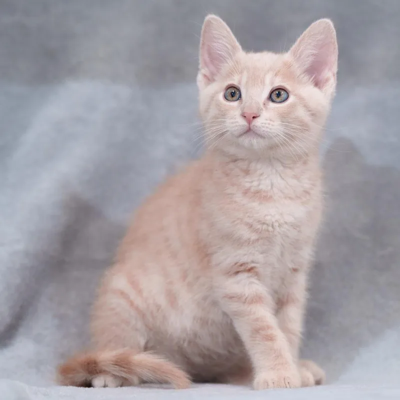 A baby small-sized male Buff / Tan / Fawn Domestic Short Hair cat named Texas Pete for adoption in Sunnyvale, CA