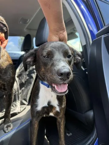 A young small-sized male Labrador Retriever dog named Bex for adoption in Dayton, OH