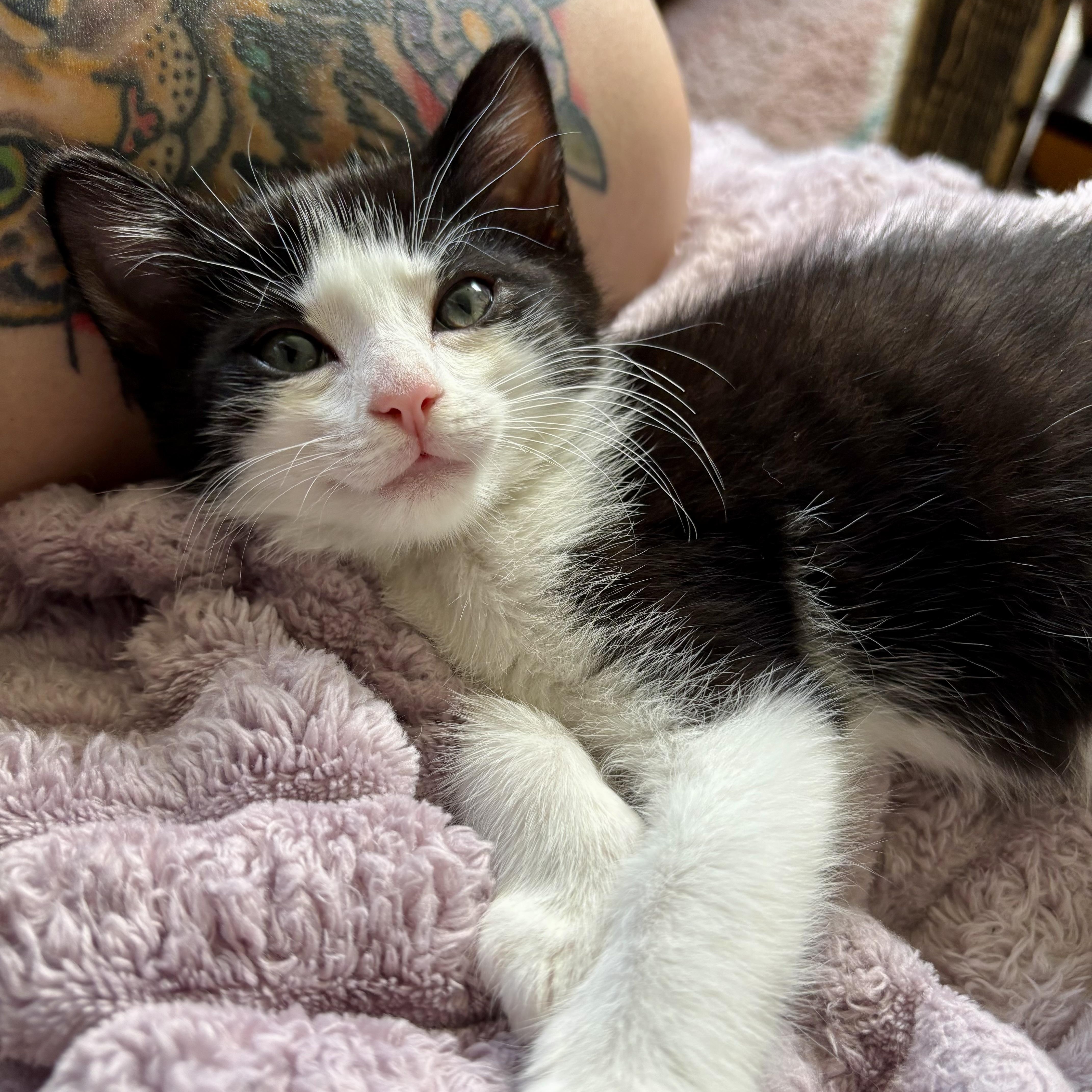 A baby medium-sized female Black & White / Tuxedo Domestic Short Hair cat named Bee for adoption in Richmond, VA