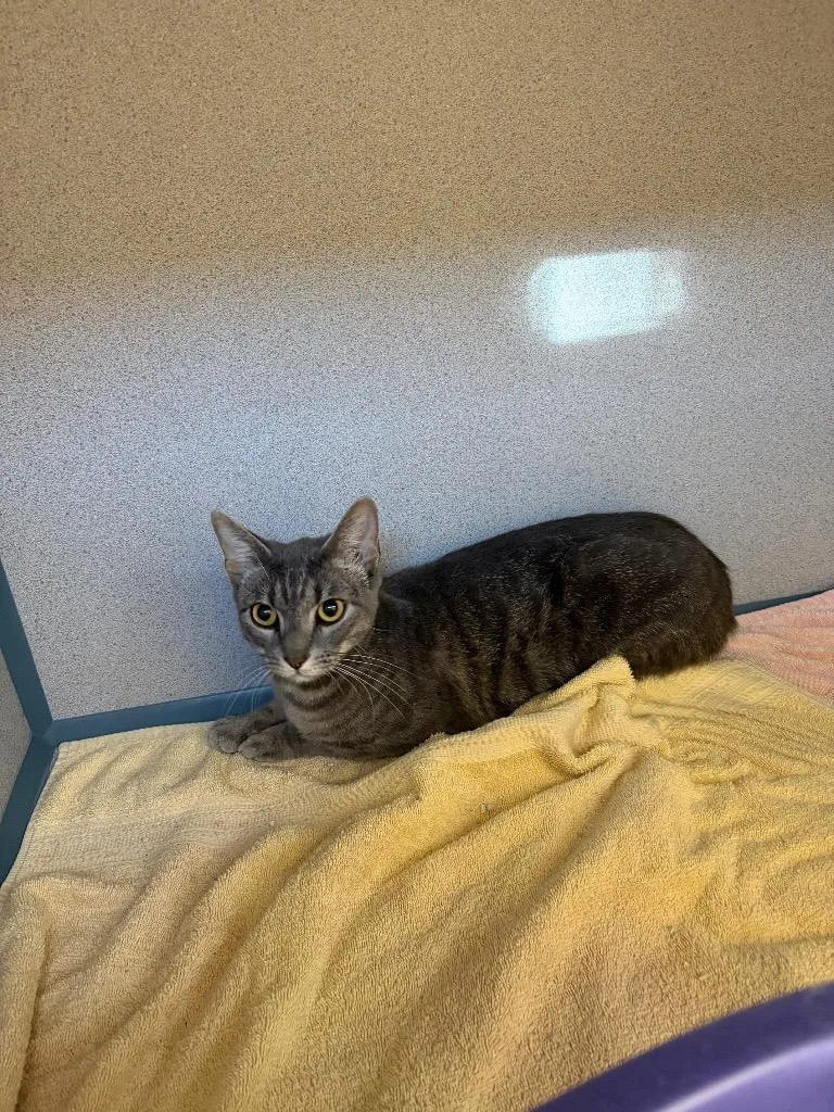 A young large-sized female Domestic Short Hair cat named Wilda for adoption in Liverpool, NY