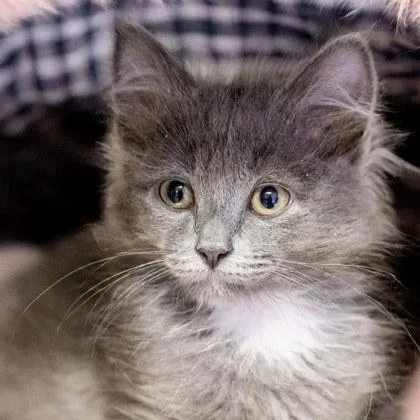 A baby small-sized female Domestic Medium Hair cat named Jo for adoption in Camano Island, WA