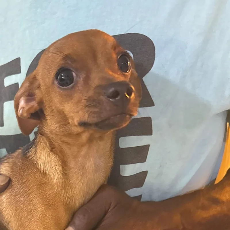 A young small-sized female Brown / Chocolate Chihuahua dog named Penny for adoption in Casa Grande, AZ
