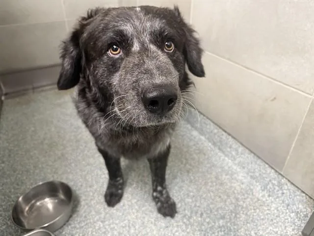 An adult large-sized male Australian Cattle Dog / Blue Heeler dog named T.o.p for adoption in Garland, TX