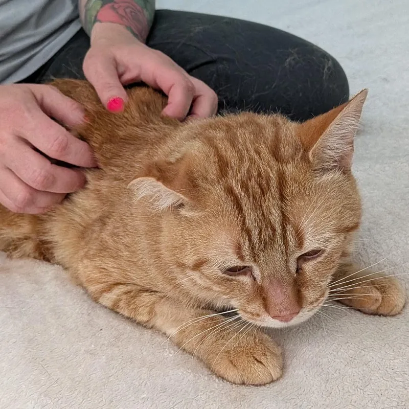 An adult medium-sized male Orange / Red Domestic Short Hair cat named Arancino for adoption in Wakefield, MA