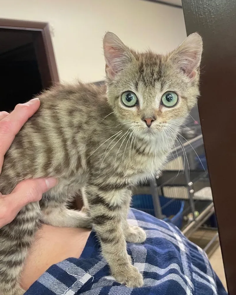 A young medium-sized male Domestic Medium Hair cat named Pinocchio for adoption in Portland, IN