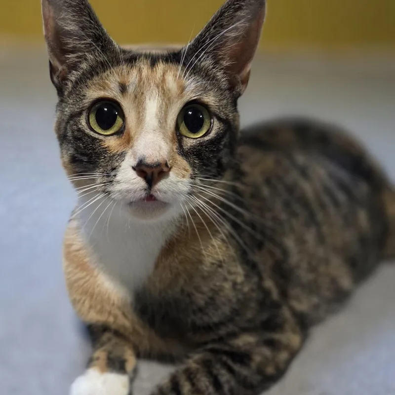 An adult medium-sized female Torbie Domestic Short Hair cat named Zelda for adoption in Springfield, IL