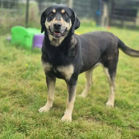 An adult medium-sized female Black Shepherd dog named Maribel for adoption in Dover, AR