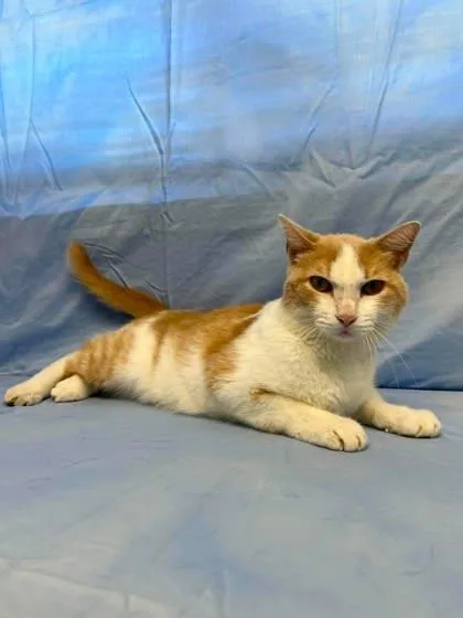 An adult small-sized male Domestic Short Hair cat named Cass for adoption in McCook, NE