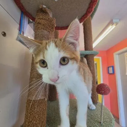 A baby medium-sized male Domestic Short Hair cat named Axle for adoption in Scottsbluff, NE