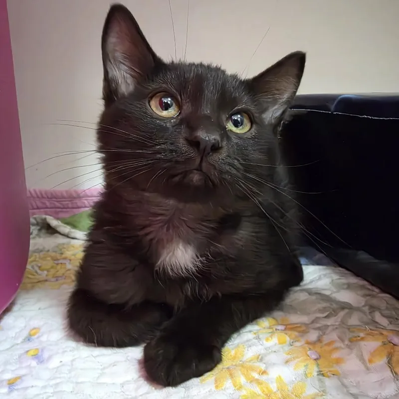 A baby small-sized male Black Domestic Medium Hair cat named Gannon for adoption in Oshkosh, WI