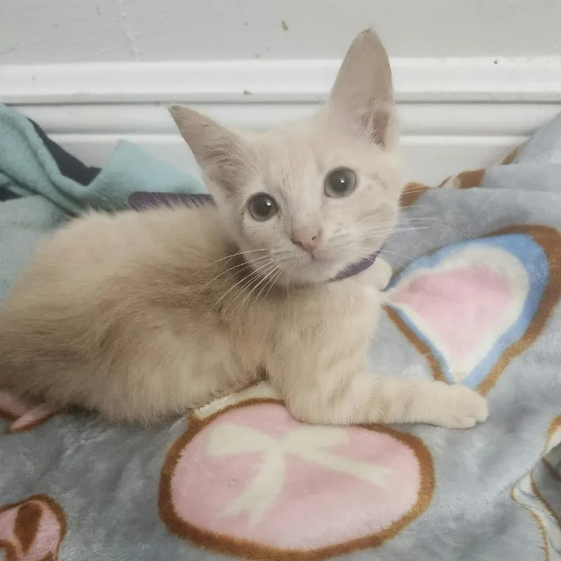 A baby small-sized female Buff / Tan / Fawn Domestic Short Hair cat named Honey BelleAR for adoption in Tallahassee, FL