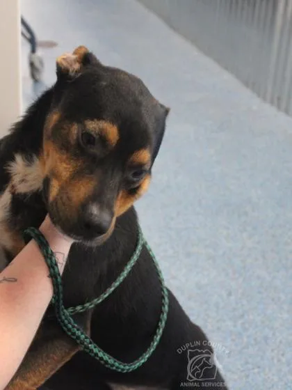 A young medium-sized male Mixed Breed dog named Willie Declan for adoption in Kenansville, NC