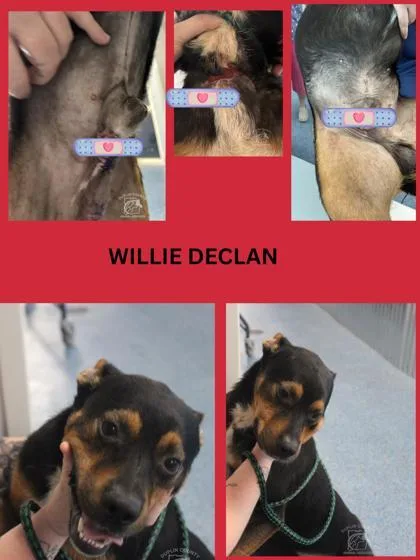 Willie Declan thumbnail 3
