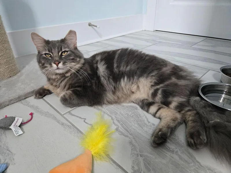 An adult large-sized male Gray / Blue / Silver Domestic Long Hair cat named Theo for adoption in Emerald Isle, NC