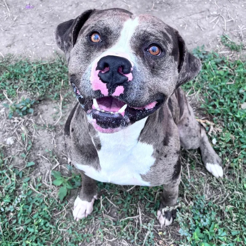 A baby large-sized male Gray / Blue / Silver Mixed Breed dog named Leo for adoption in Bismarck, ND